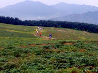 Cutting across the vegetable patch