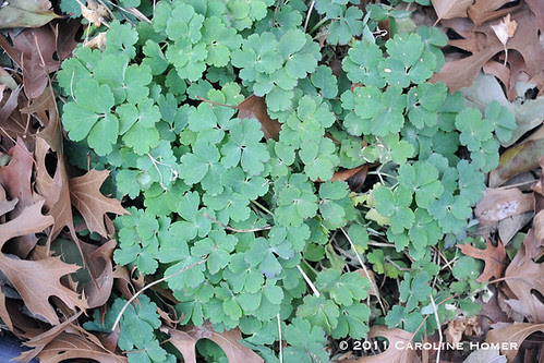 Non-native columbine