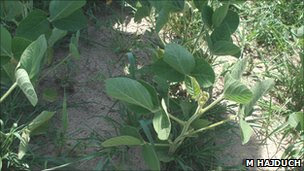 Soybean plant