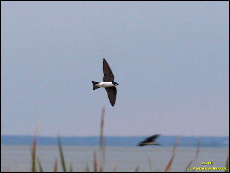 Tree Swallow Tree Swallow