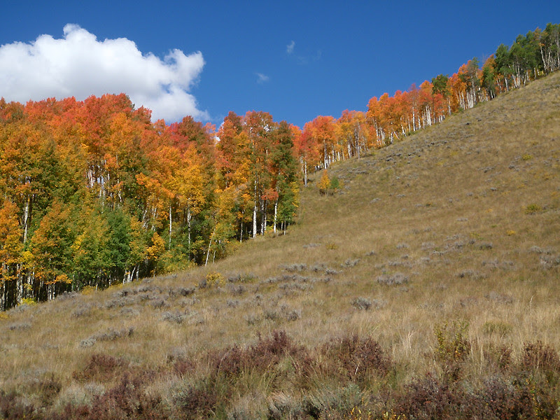 Flame-tipped aspen quake along Teocalli Ridge, Crested Butte, Colorado. Flame-tipped aspen quake along Teocalli Ridge, Crested Butte, Colorado.
