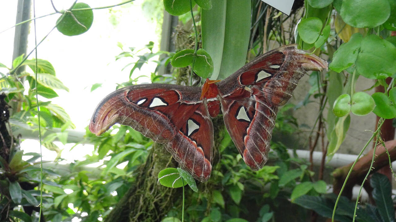 48+ schlau Bilder Jena Botanischer Garten Botanischer