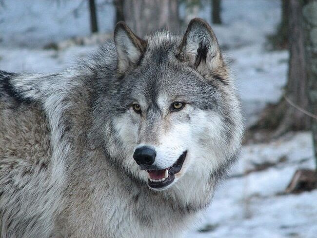 動物画像のすべて 綺麗な狼 画像 かっこいい