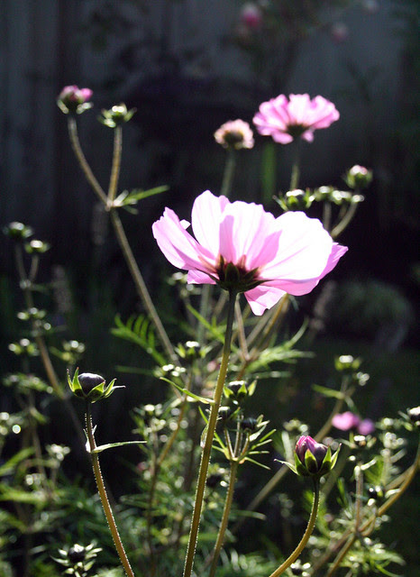 cosmos