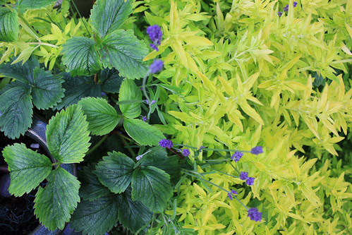 Strawbs, lavender, oregano