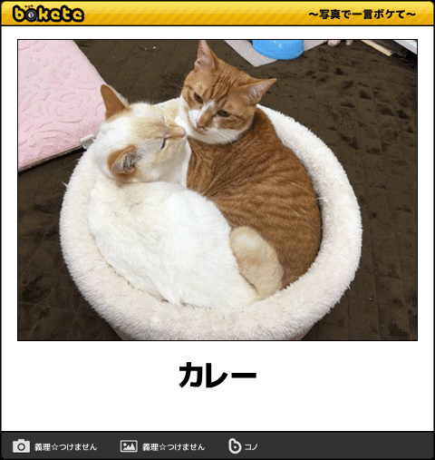 動物画像無料 新鮮な可愛く て 面白い 動物 画像