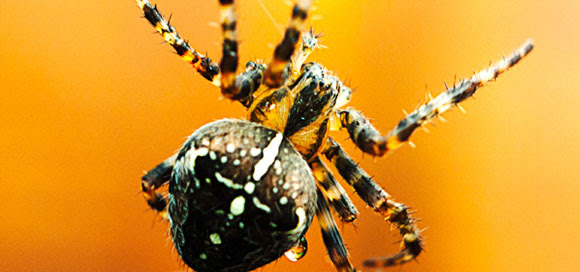 Garden orb spider by Chris Maguire