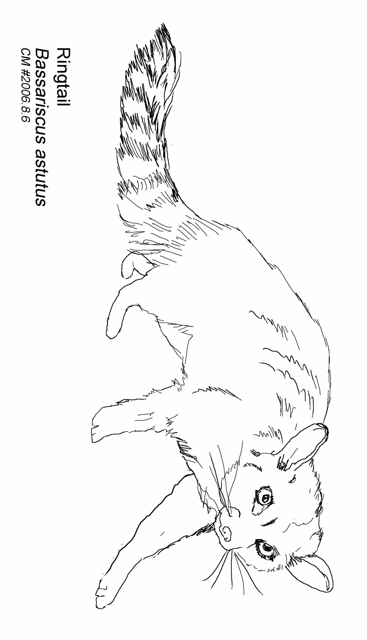 Download 54+ Mammals Possum Coloring Pages PNG PDF File