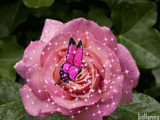 Бабочка на розовой розе
