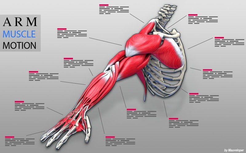 Name Of Muscles In Arm : Biceps muscle | anatomy | Britannica.com / The