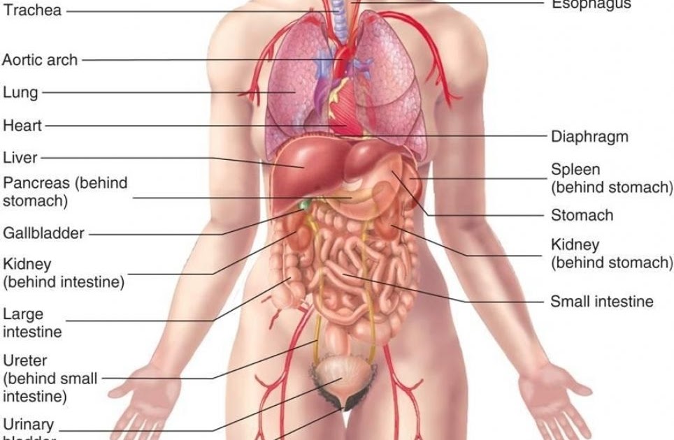 woman internal structure