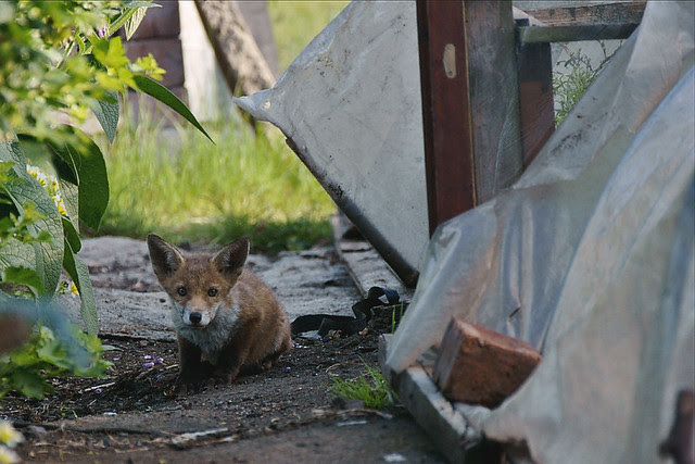 3 Generations - Tiny Tot Fox