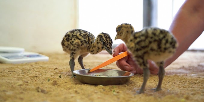 Первое потомство с 2005 года: в Московском зоопарке вылупились птенцы редкой дрофы