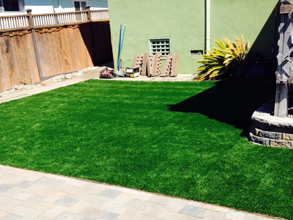 Cat Grass For Sale Near Me
