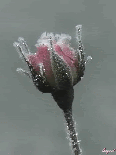 Роза на морозе