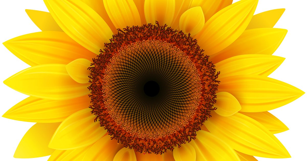 Sunflower svg bundle, sunflower svg, flower svg, monogram svg, half ...