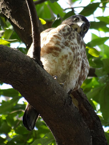 鳳頭蒼鷹/無限台南
