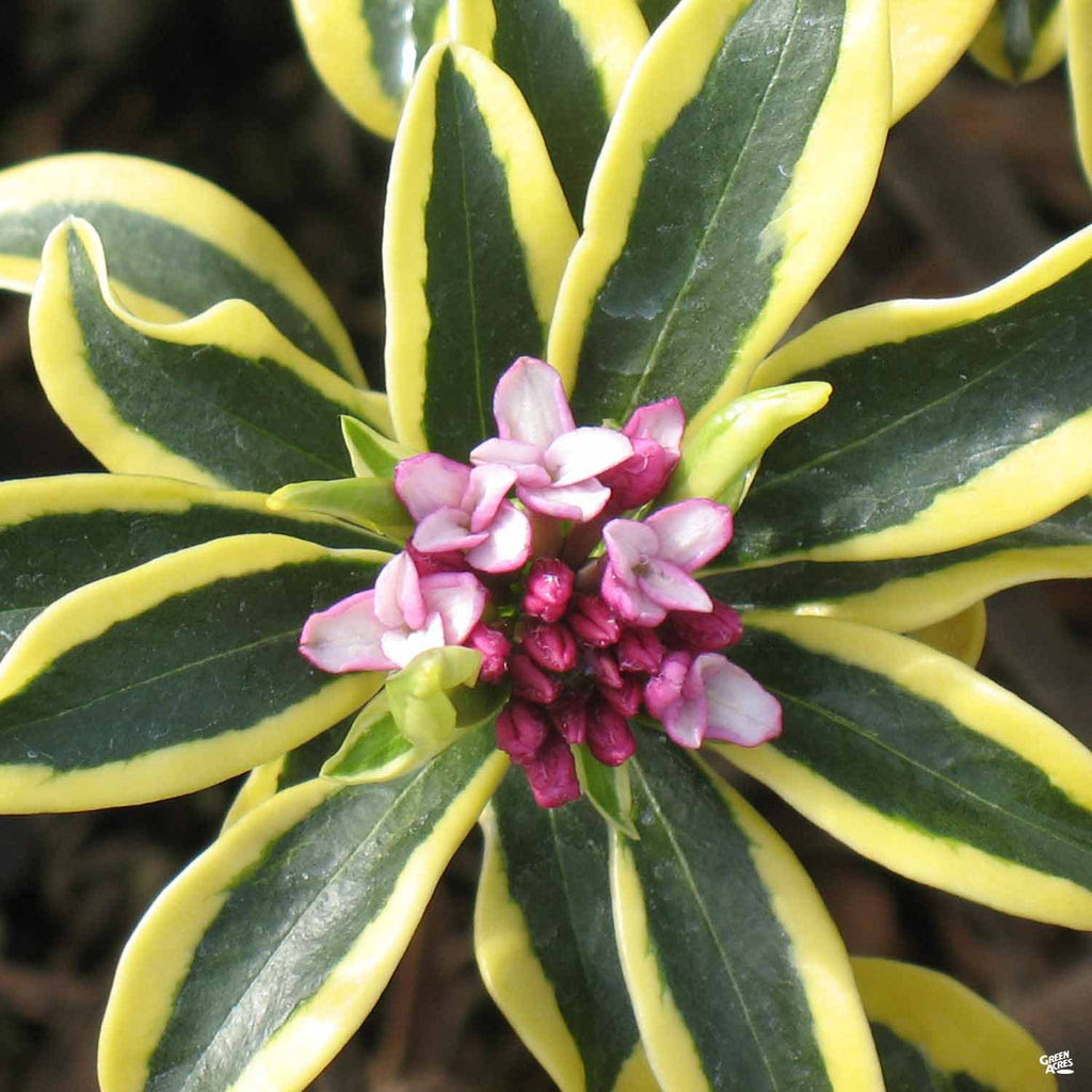 Daphne Plants For Sale Near Me Garden Plant