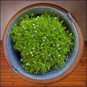 irishmoss02