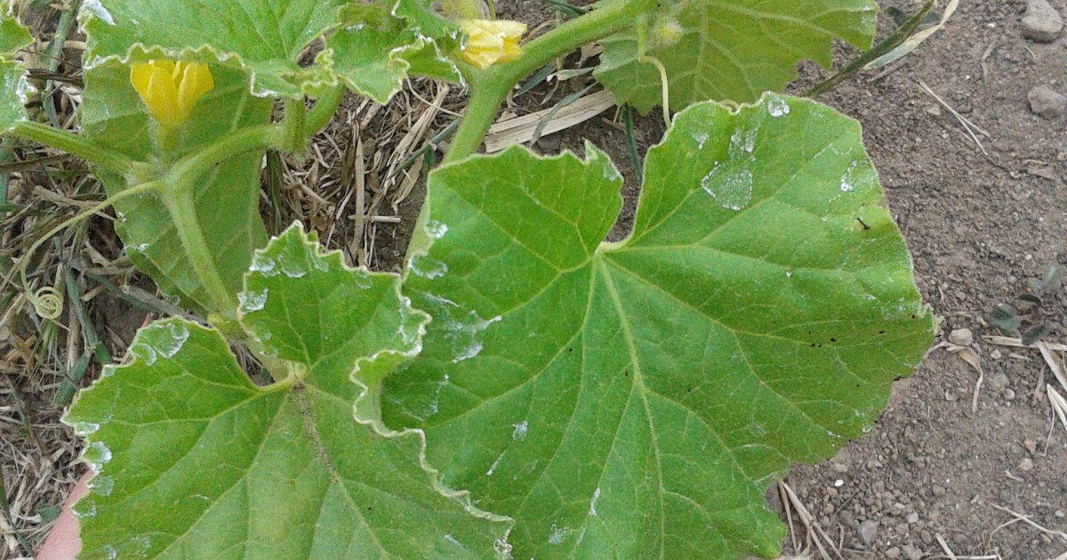 Amenagement jardin: Feuille de melon