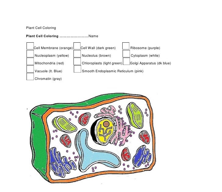 Biologycorner.com Animal Cell Coloring Key - Plant Cell Coloring Page