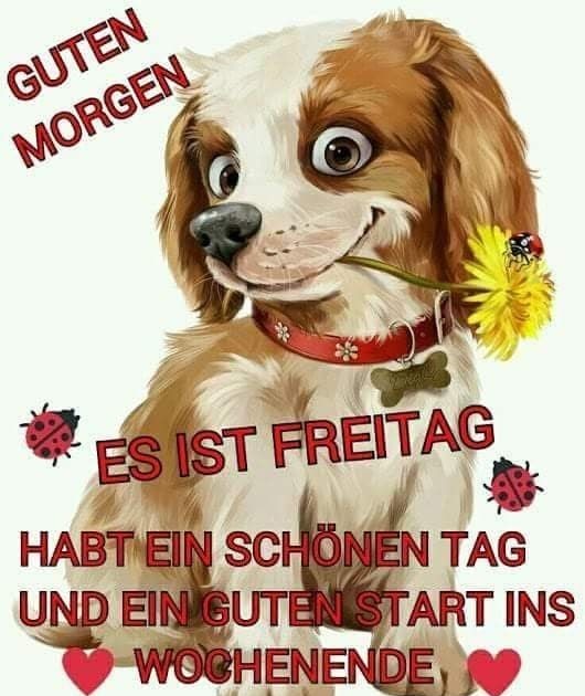 Witzig Lustiger Lustig Guten Bilder Für Whatsapp
