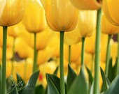 Tiptoed- Bright Yellow Tulips- Flower Photography- Field of Tulips- Yellow Green- Spring Flowers- Nature Photography- 8x12 Fine Art Print - kellynphotography Tiptoed- Bright Yellow Tulips- Flower Photography- Field of Tulips- Yellow Green- Spring Flowers- Nature Photography- 8x12 Fine Art Print - kellynphotography
