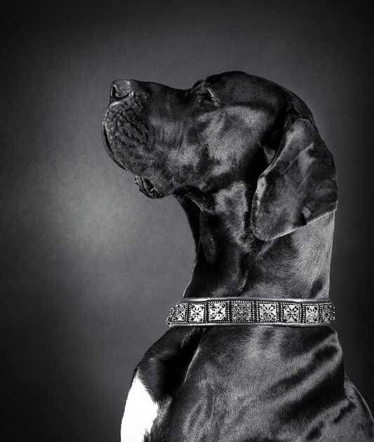 owalo design Rassen Grosse Schwarze Hunde