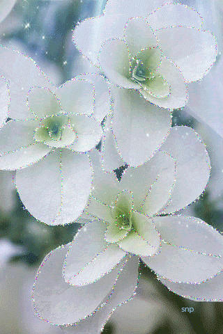 Красивые белые цветы.