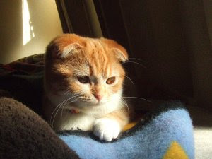Scottish Fold cat