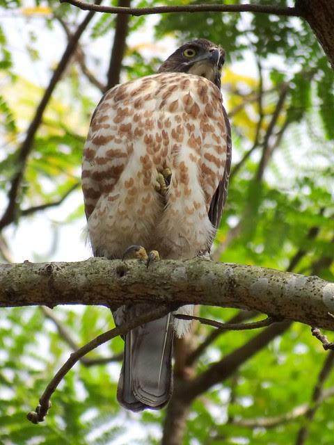 鳳頭蒼鷹/無限台南