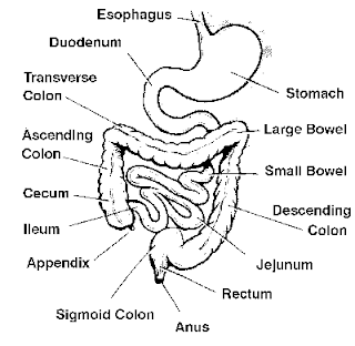 Parts of Small Intestine - Digestive System