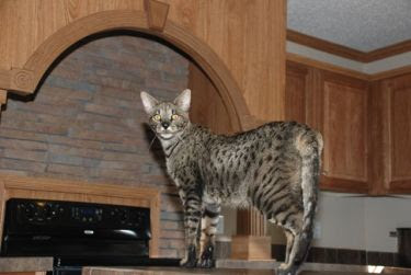 Male Savannah cat