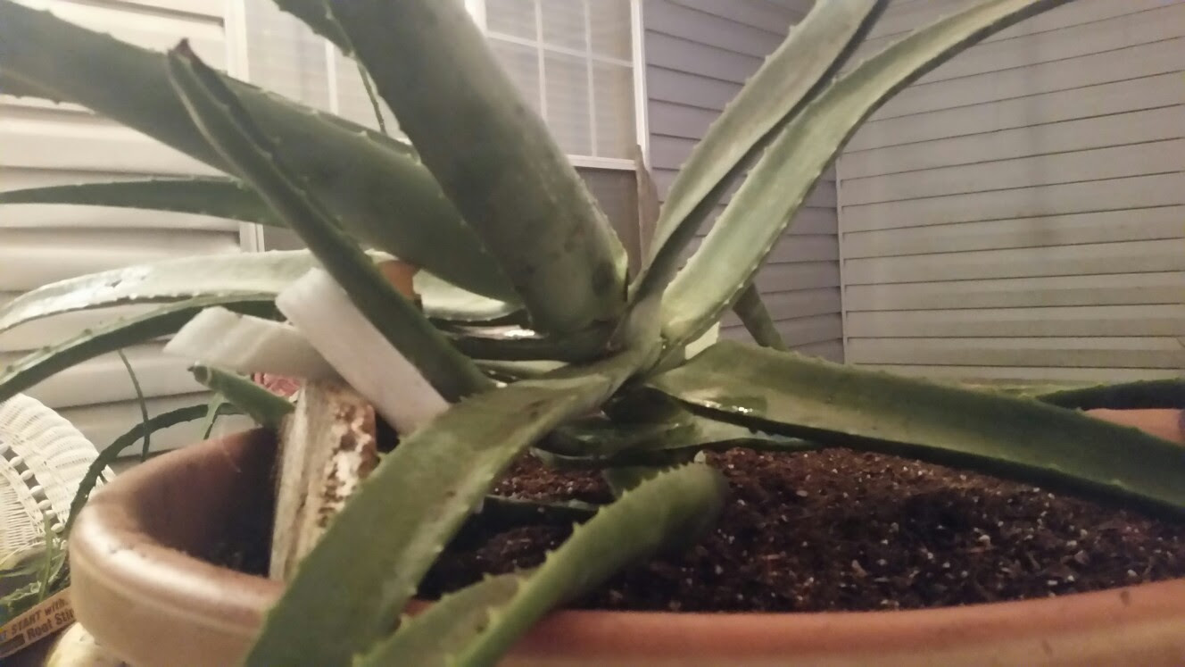 Why Did My Aloe Vera Plant Turn Brown Plantă Blog