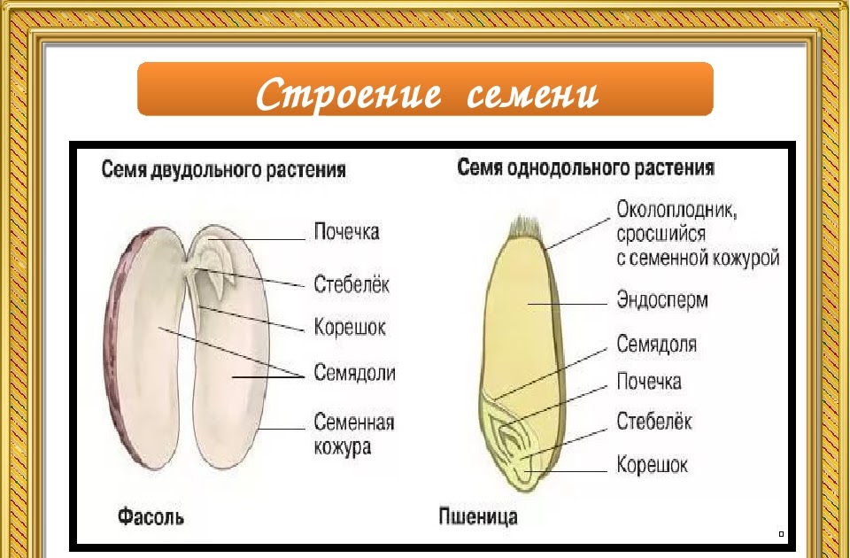 Урок биологии семена. Строение зародыша семени однодольных. Строение семени двудольного растения. Схема семени двудольного растения. Структура семени однодольного растения.