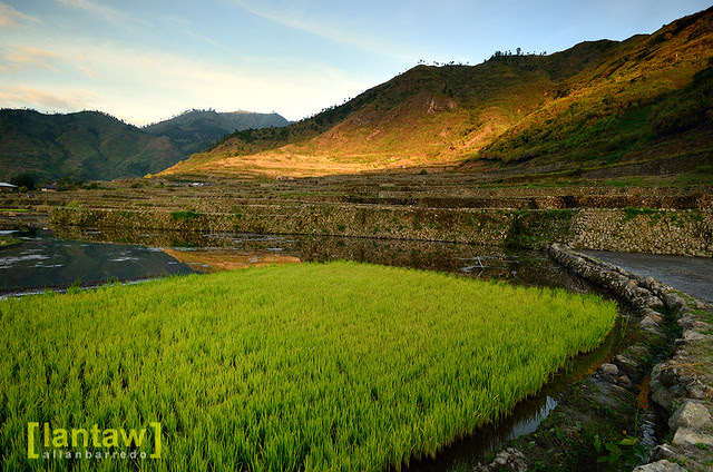 Buscalan Rice Terraces