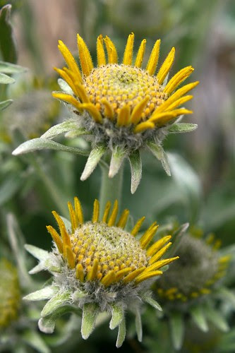 new-balsamroot