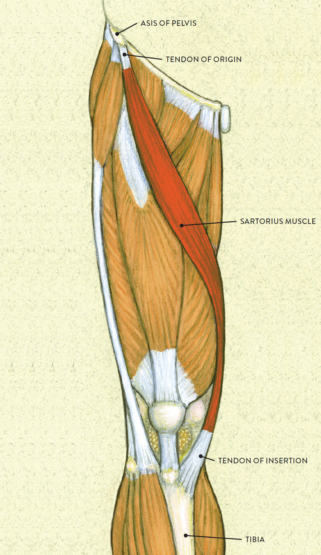 Upper Leg Tendon Anatomy : The human leg, in the general word sense, is