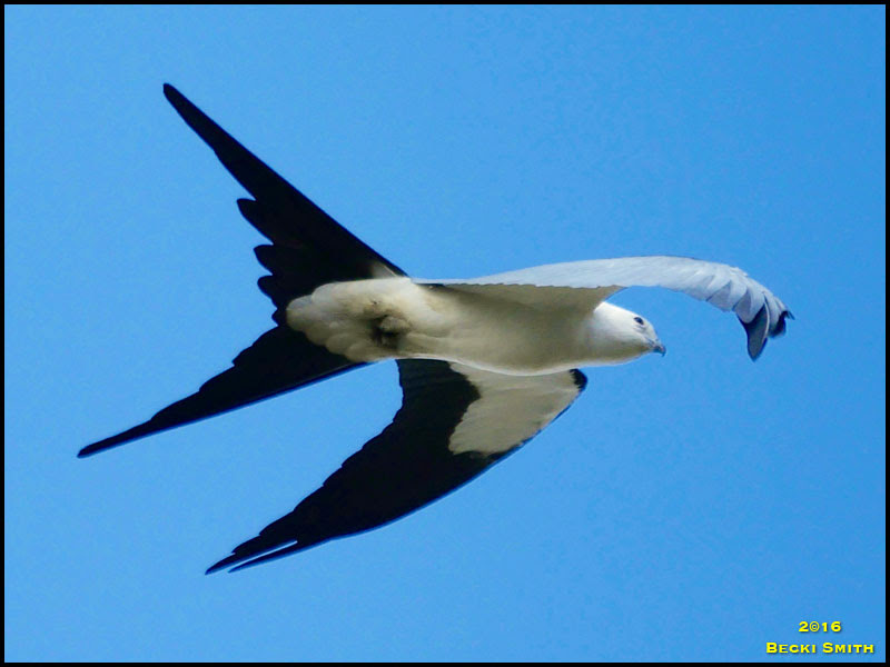 Swallow-tailed Kite Swallow-tailed Kite