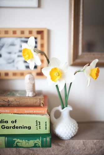 daffodil copy