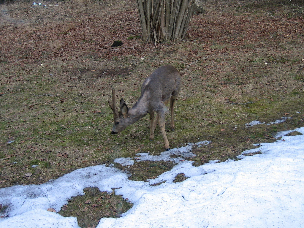 Roe Deer Visiting