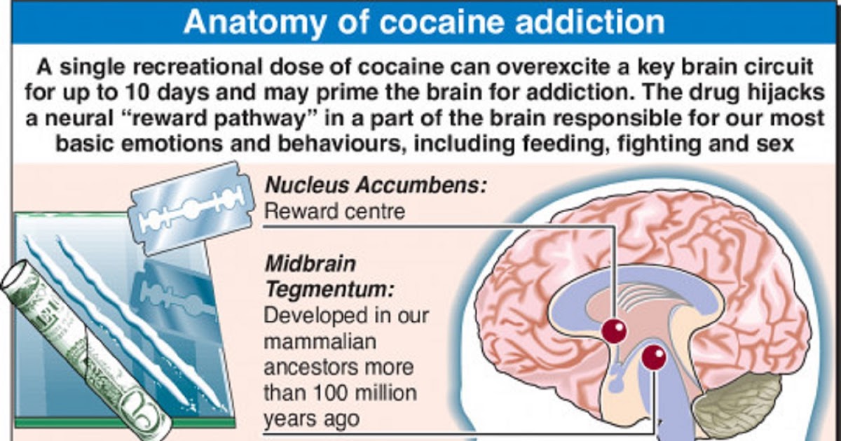 Infographic :Anatomy Of Cocaine Addiction