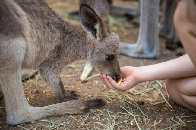 things to do in townsville