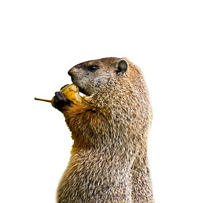 How To Trap A Groundhog Bait : Top 3 Best Groundhog Baits Updated For