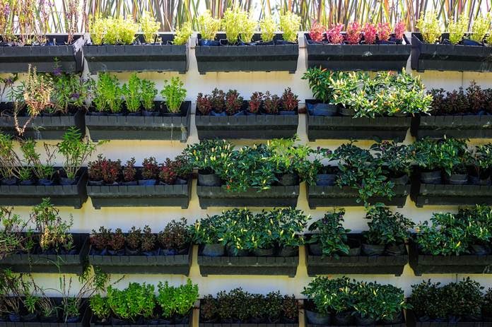 Kebun Sayur Mini Di Rumah - mariubuyana