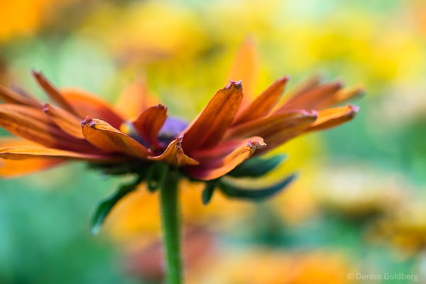 petals in rust against a yellow background petals in rust against a yellow background