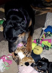 Lola_bdayCow_7411j_Rosie