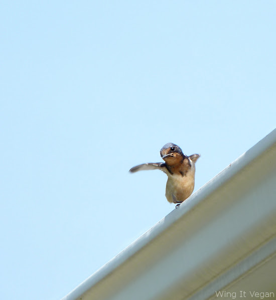 Barn swallow taking off