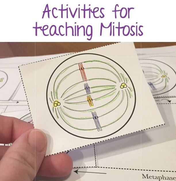 Cell Division Reading Comprehension Worksheet Mitosis And Meiosis