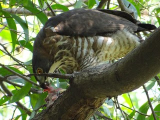 鳳頭蒼鷹/無限台南